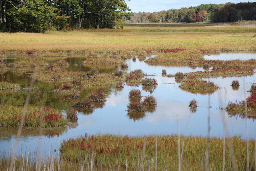 Scarborough Marsh