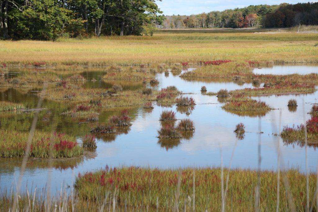 Scarborough Marsh